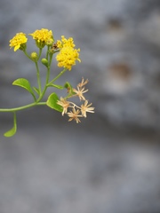 Perityle lindheimeri