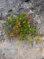 Perityle lindheimeri