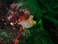 Halocynthia aurantium