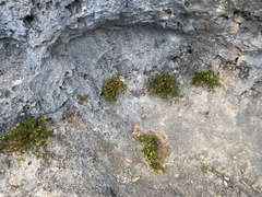 Perityle lindheimeri