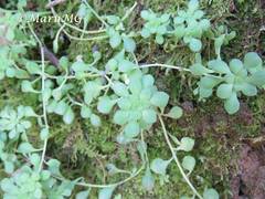Sedum clausenii