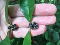 Palicourea muscosa