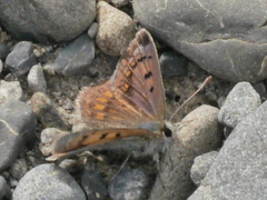 Lycaena boldenarum