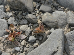Lycaena boldenarum