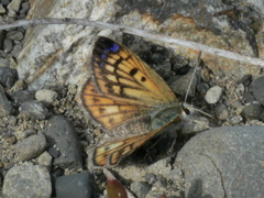 Lycaena boldenarum