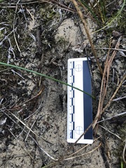 Odocoileus hemionus californicus