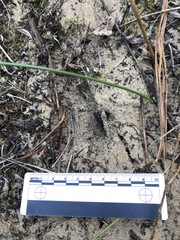 Odocoileus hemionus californicus