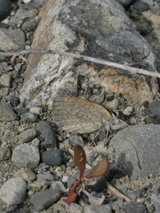 Lycaena boldenarum