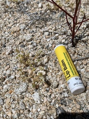 Linanthus maculatus maculatus