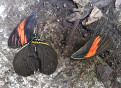 Pereute charops charops