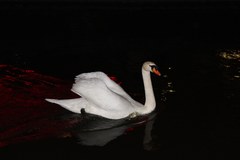 Cygnus olor