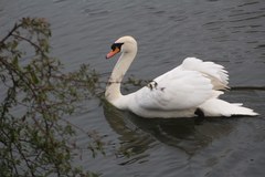 Cygnus olor