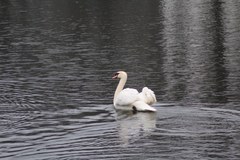 Cygnus olor