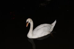 Cygnus olor
