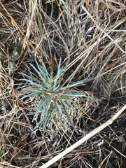 Erysimum suffrutescens