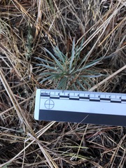 Erysimum suffrutescens