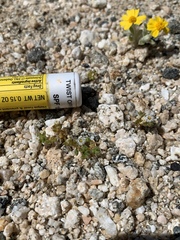 Linanthus maculatus maculatus