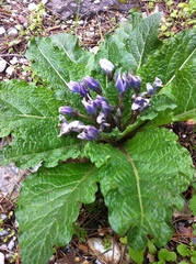 Mandragora autumnalis