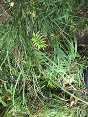 Carmichaelia australis