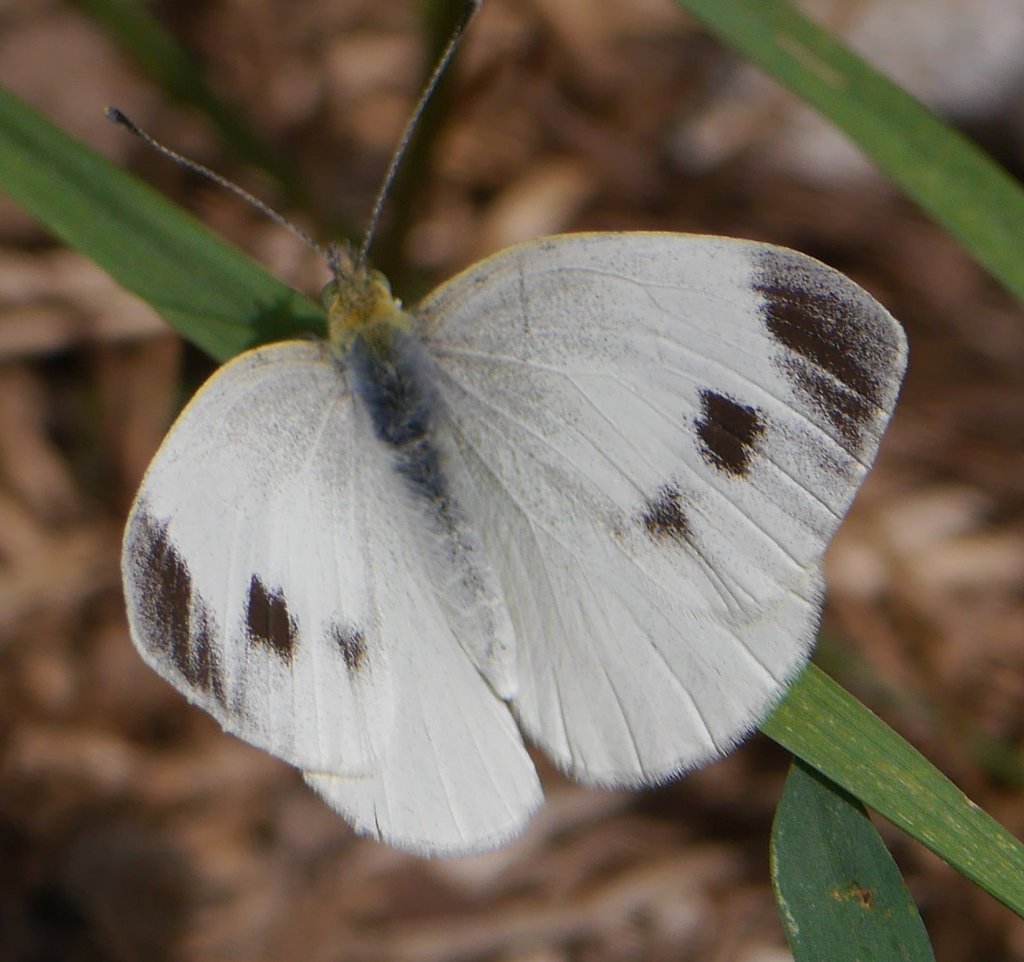 Southern Small White