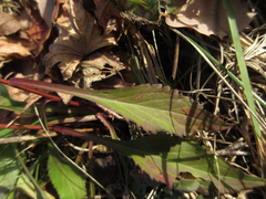 Solidago virgaurea asiatica