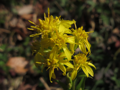 Solidago virgaurea asiatica