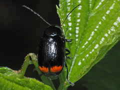 Cryptocephalus biguttatus