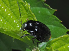 Cryptocephalus biguttatus