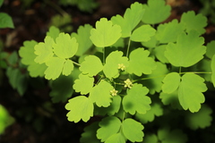 Thalictrum baicalense
