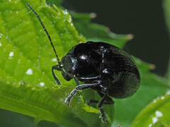 Cryptocephalus biguttatus