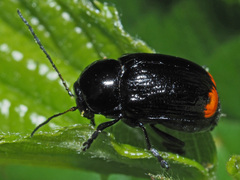 Cryptocephalus biguttatus