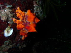 Echidnocerus cibarius