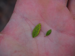 Philadelphus texensis