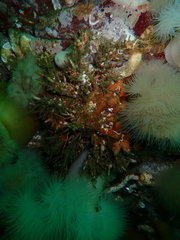 Phyllolithodes papillosus