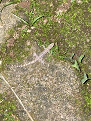 Urocotyledon inexpectata