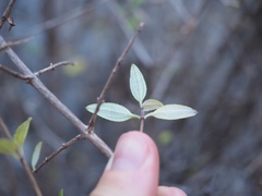 Philadelphus texensis