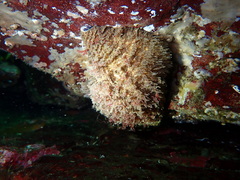 Fusitriton oregonensis