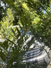 Diospyros seychellarum