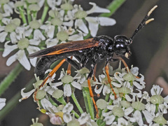 Tenthredo crassa
