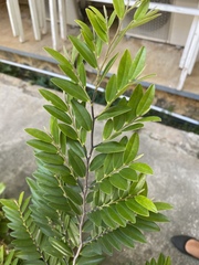 Diospyros seychellarum