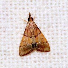 Protrigonia zizanialis