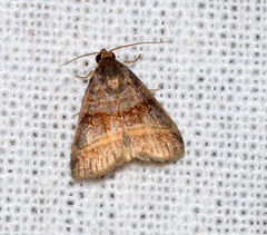 Ozarba punctigera