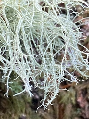 Usnea