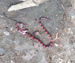 Geophis semidoliatus