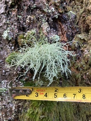 Usnea