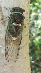 Cicadidae