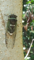 Cicadidae