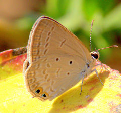 Euchrysops cnejus cnejus