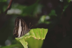 Euptychoides albofasciata