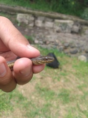 Thamnophis melanogaster
